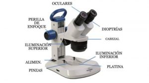 microscopio esteroscopico partes
